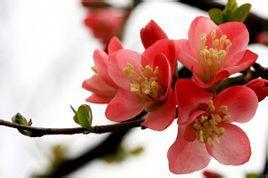 春潮烂漫海棠红在线视频